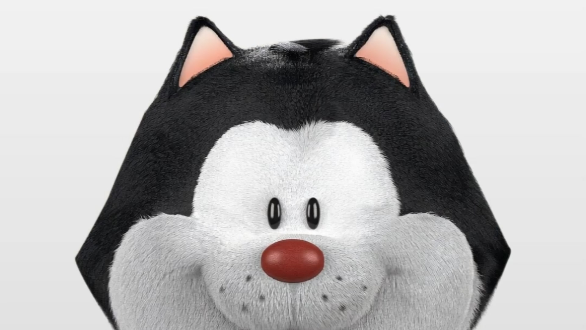 Gato Cat